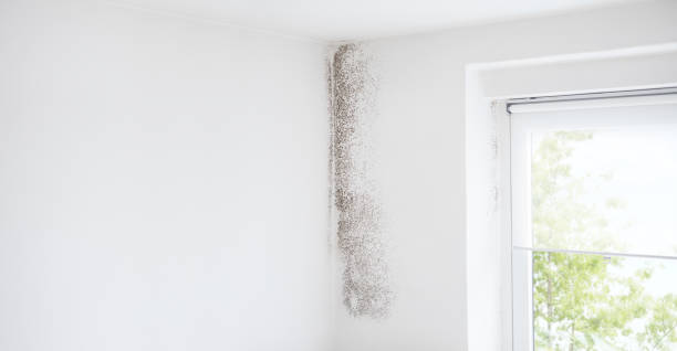 Best Post-Construction Mold Inspection  in Cloquet, MN