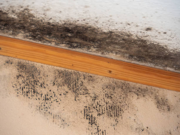 Best Real Estate Mold Inspection  in Cloquet, MN