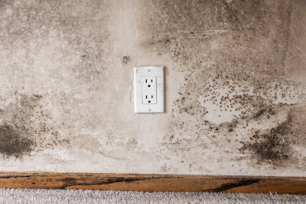 Forensic Mold Investigation in Cloquet, MN