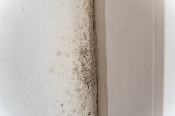 Best Dehumidification Services  in Cloquet, MN